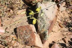 Albuca viscosa