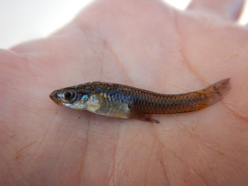 Gambusia geiseri