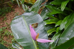 Arachnothera chrysogenys