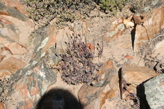 Crassothonna protecta