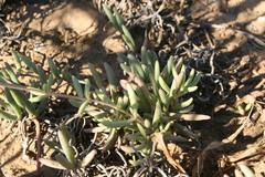 Crassula brevifolia