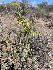 Albuca concordiana