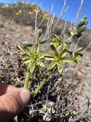 Albuca concordiana