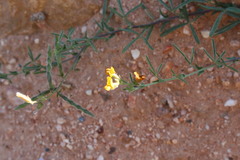 Rhynchosia viscidula