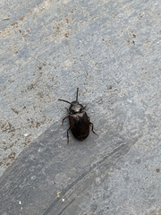 Coleoptera