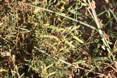 Rhynchosia viscidula