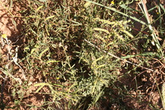 Rhynchosia viscidula