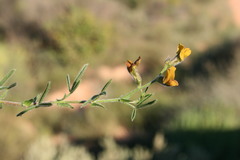 Rhynchosia viscidula