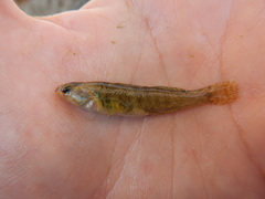 Etheostoma grahami