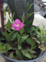Oenothera rosea