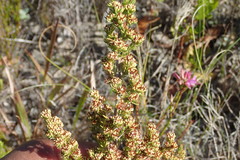 Erica glumiflora