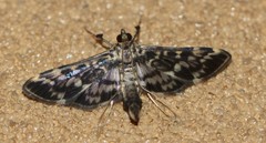 Rhimphalea sceletalis