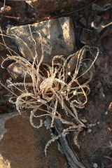 Freesia viridis crispifolia