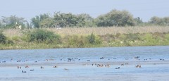 Fulica atra