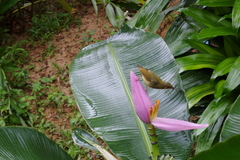 Arachnothera chrysogenys