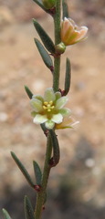 Clutia ericoides