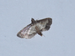 Marasmia