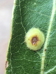 Polystepha pustuloides