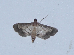 Marasmia