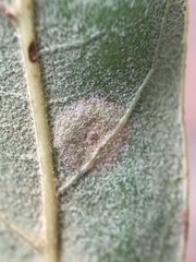 Polystepha pustuloides