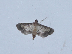 Marasmia