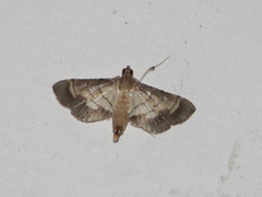 Marasmia
