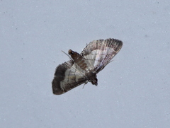 Marasmia