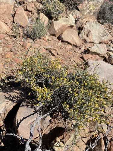Image of Oedera humilis by (c) Matt Berger, some rights reserved (CC BY)