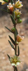 Clutia ericoides