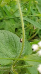 Cyphonia clavigera