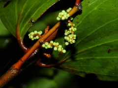 Phoradendron crassifolium