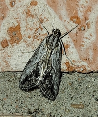 Evergestis simulatilis