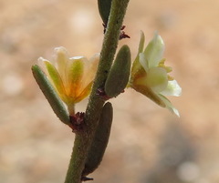 Clutia ericoides