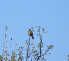 Cercotrichas coryphoeus coryphoeus
