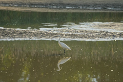 Egretta garzetta