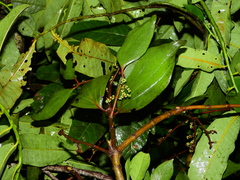 Phoradendron crassifolium