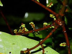 Phoradendron crassifolium