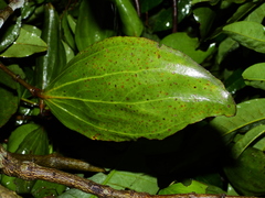 Phoradendron crassifolium