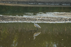 Egretta garzetta