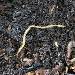 Geophilus proximus