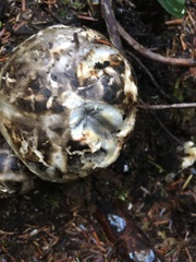 Rhizopogon rubescens