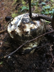 Rhizopogon rubescens