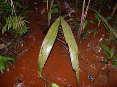 Cyclanthus bipartitus