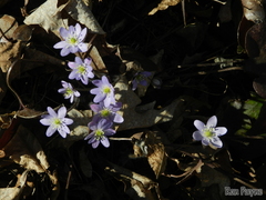 Hepatica americana