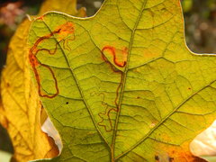 Stigmella nigriverticella
