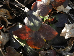Hepatica americana