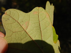 Stigmella nigriverticella