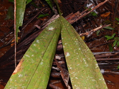 Cyclanthus bipartitus