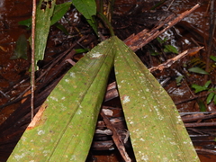 Cyclanthus bipartitus