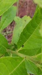 Cyphonia clavigera